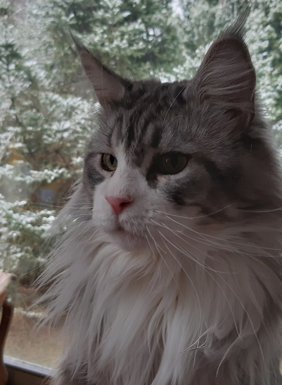 PENOGACATS ULTAN of IRISFIELDS